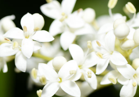 夜來(lái)香 夜來(lái)香