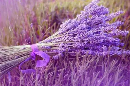 薰衣草 薰衣草