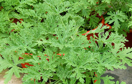 驅(qū)蚊草 驅(qū)蚊草